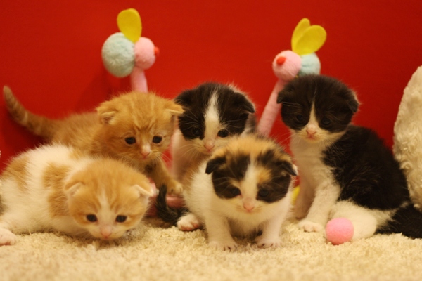 スコティッシュフォールドの子猫画像