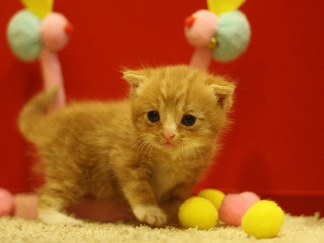 スコティッシュフォールドの子猫画像