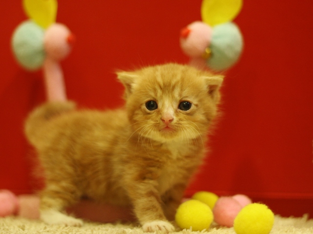 スコティッシュフォールドの子猫画像