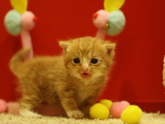 スコティッシュフォールドの子猫画像