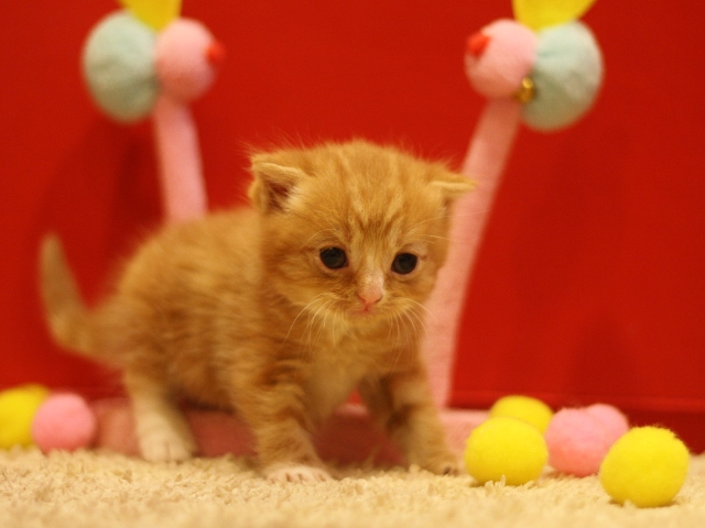 スコティッシュフォールドの子猫画像