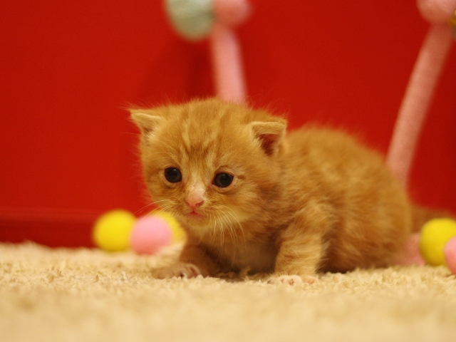 スコティッシュフォールドの子猫画像