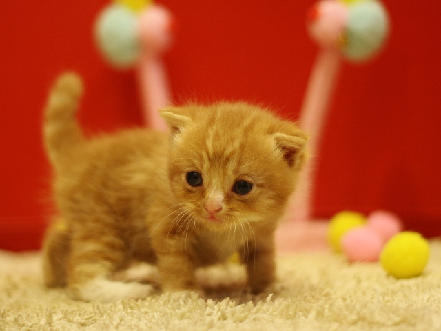スコティッシュフォールドの子猫画像