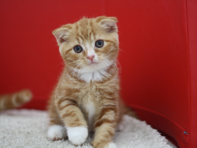 スコティッシュフォールドの子猫画像