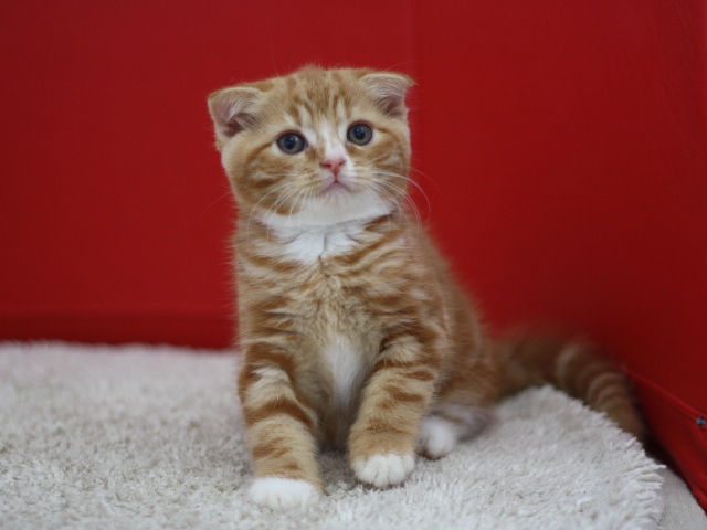スコティッシュフォールドの子猫画像