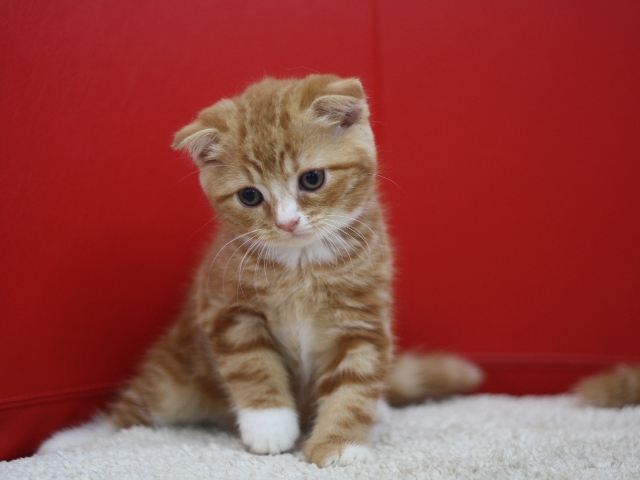 スコティッシュフォールドの子猫画像