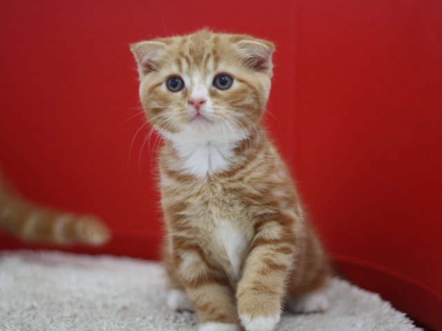 スコティッシュフォールドの子猫画像