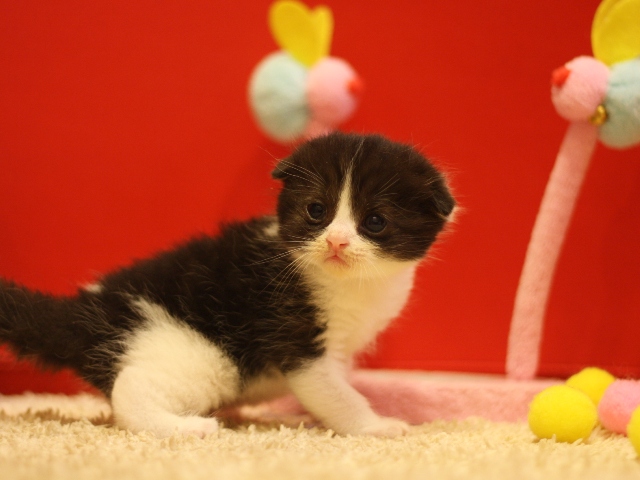 スコティッシュフォールドの子猫画像