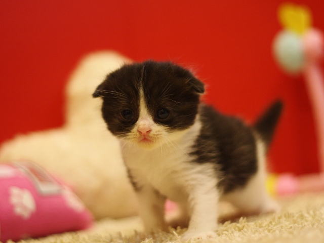 スコティッシュフォールドの子猫画像