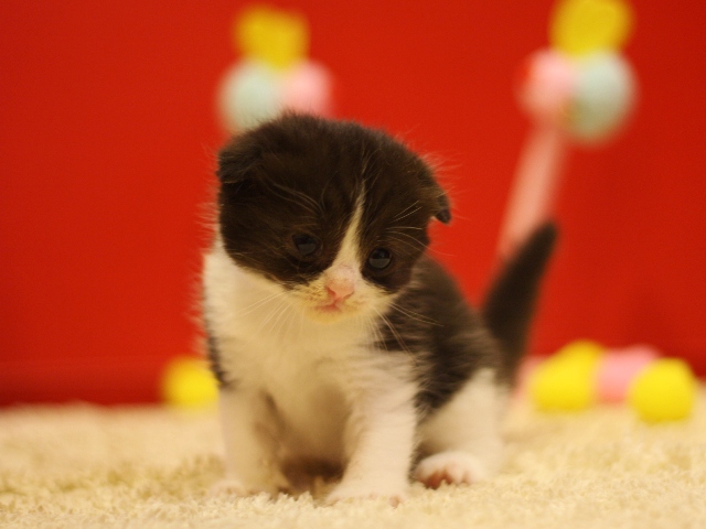 スコティッシュフォールドの子猫画像