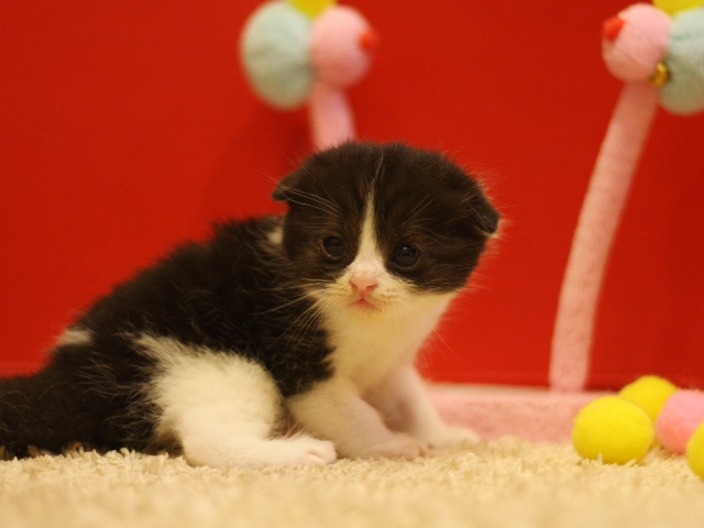 スコティッシュフォールドの子猫画像