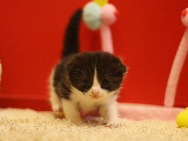 スコティッシュフォールドの子猫画像