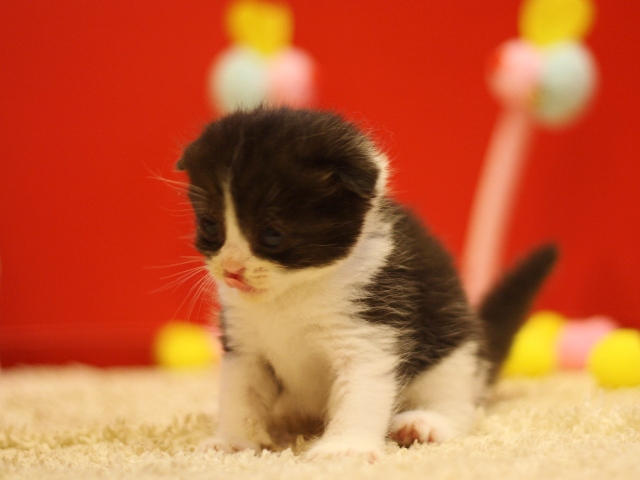 スコティッシュフォールドの子猫画像