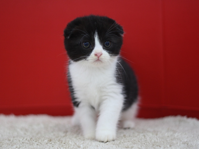 スコティッシュフォールドの子猫画像