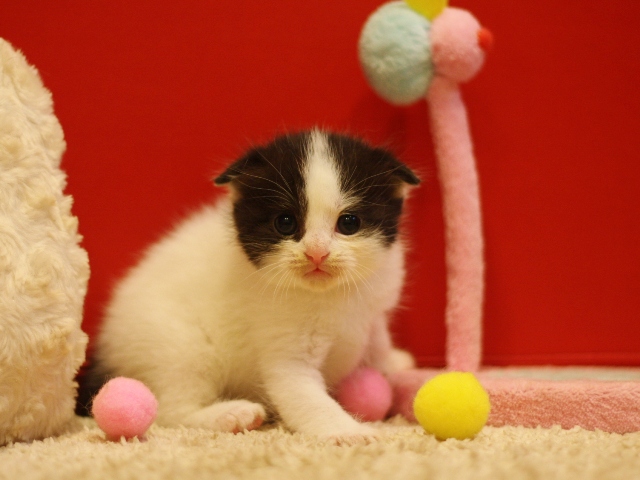 スコティッシュフォールドの子猫画像