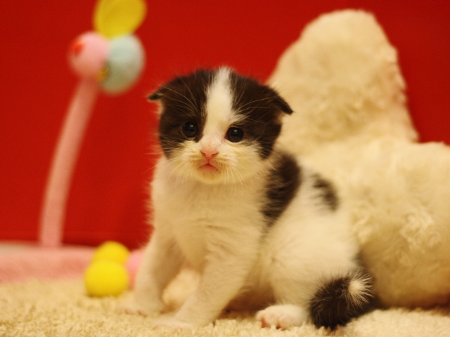 スコティッシュフォールドの子猫画像