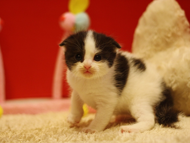 スコティッシュフォールドの子猫画像