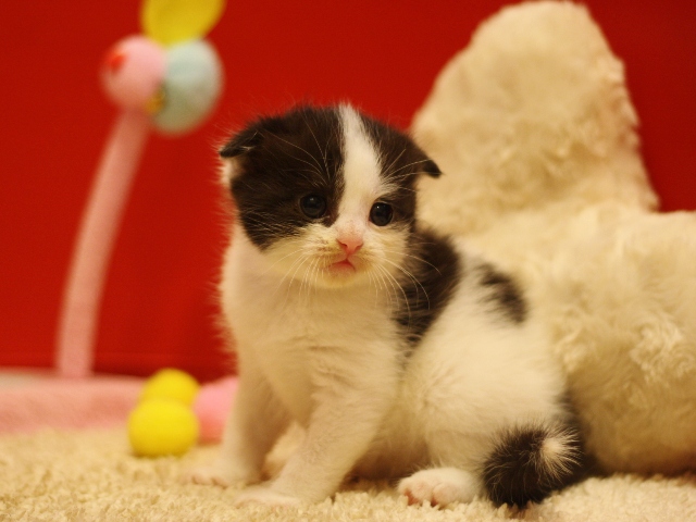 スコティッシュフォールドの子猫画像