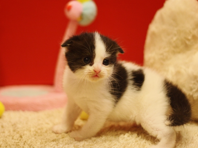 スコティッシュフォールドの子猫画像