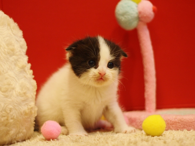 スコティッシュフォールドの子猫画像
