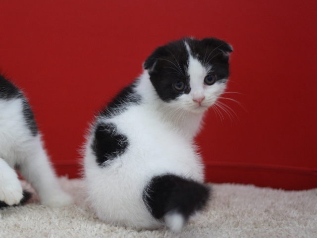 スコティッシュフォールドの子猫画像