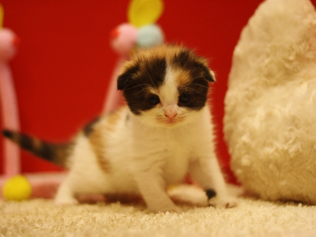 スコティッシュフォールドの子猫画像
