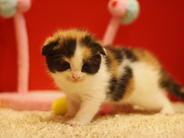 スコティッシュフォールドの子猫画像