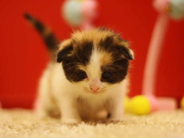 スコティッシュフォールドの子猫画像