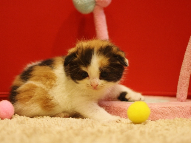 スコティッシュフォールドの子猫画像