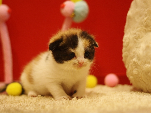 スコティッシュフォールドの子猫画像