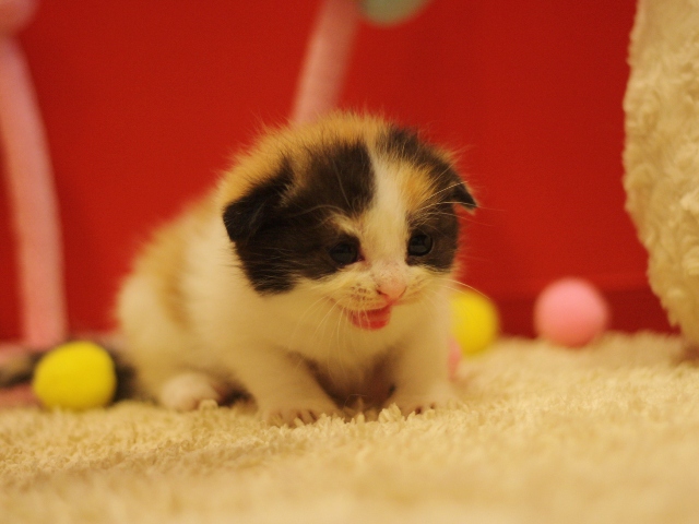 スコティッシュフォールドの子猫画像
