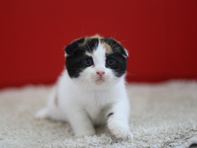 スコティッシュフォールドの子猫画像