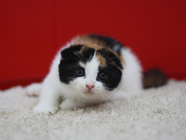 スコティッシュフォールドの子猫画像