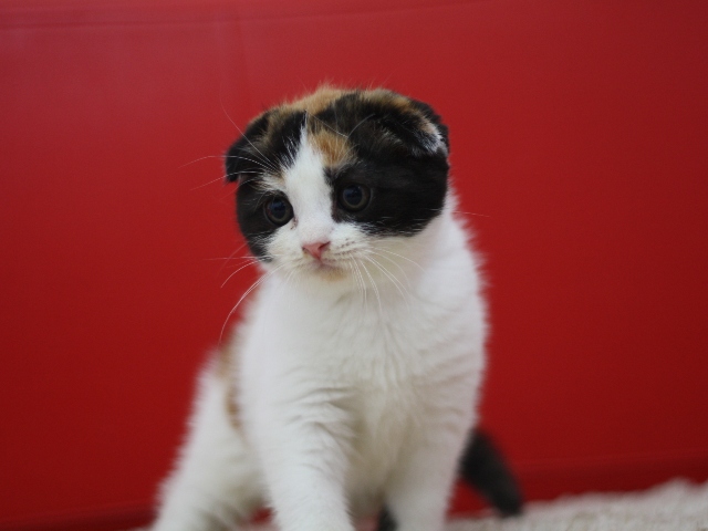 スコティッシュフォールドの子猫画像