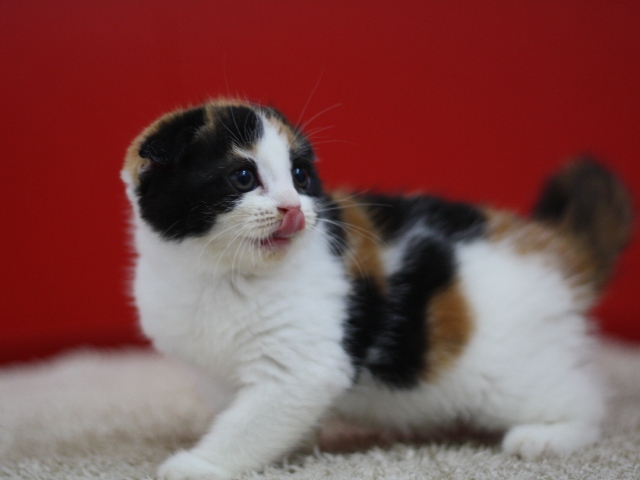 スコティッシュフォールドの子猫画像