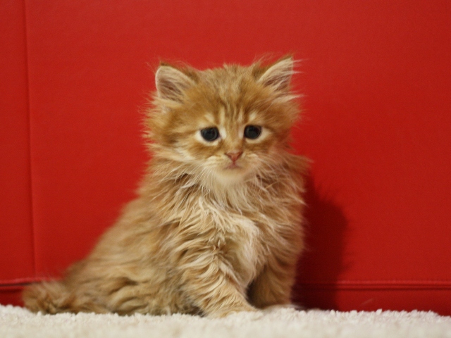 スコティッシュフォールドの子猫画像