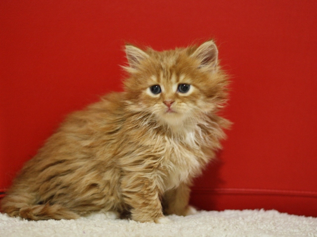 スコティッシュフォールドの子猫画像