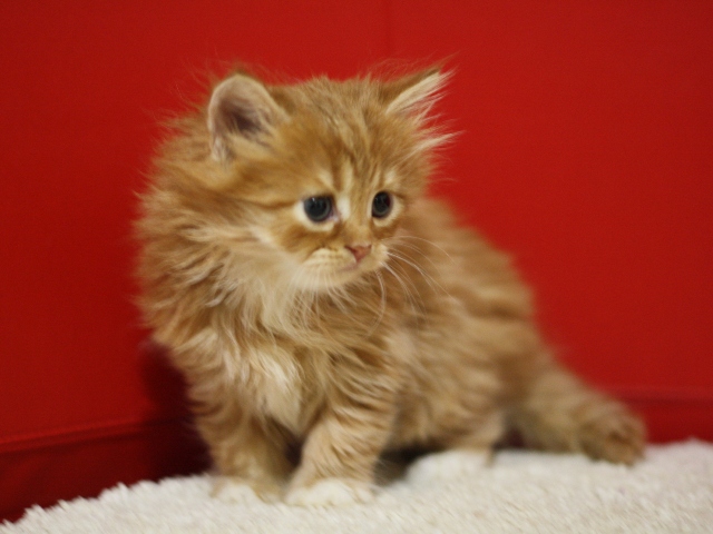 スコティッシュフォールドの子猫画像