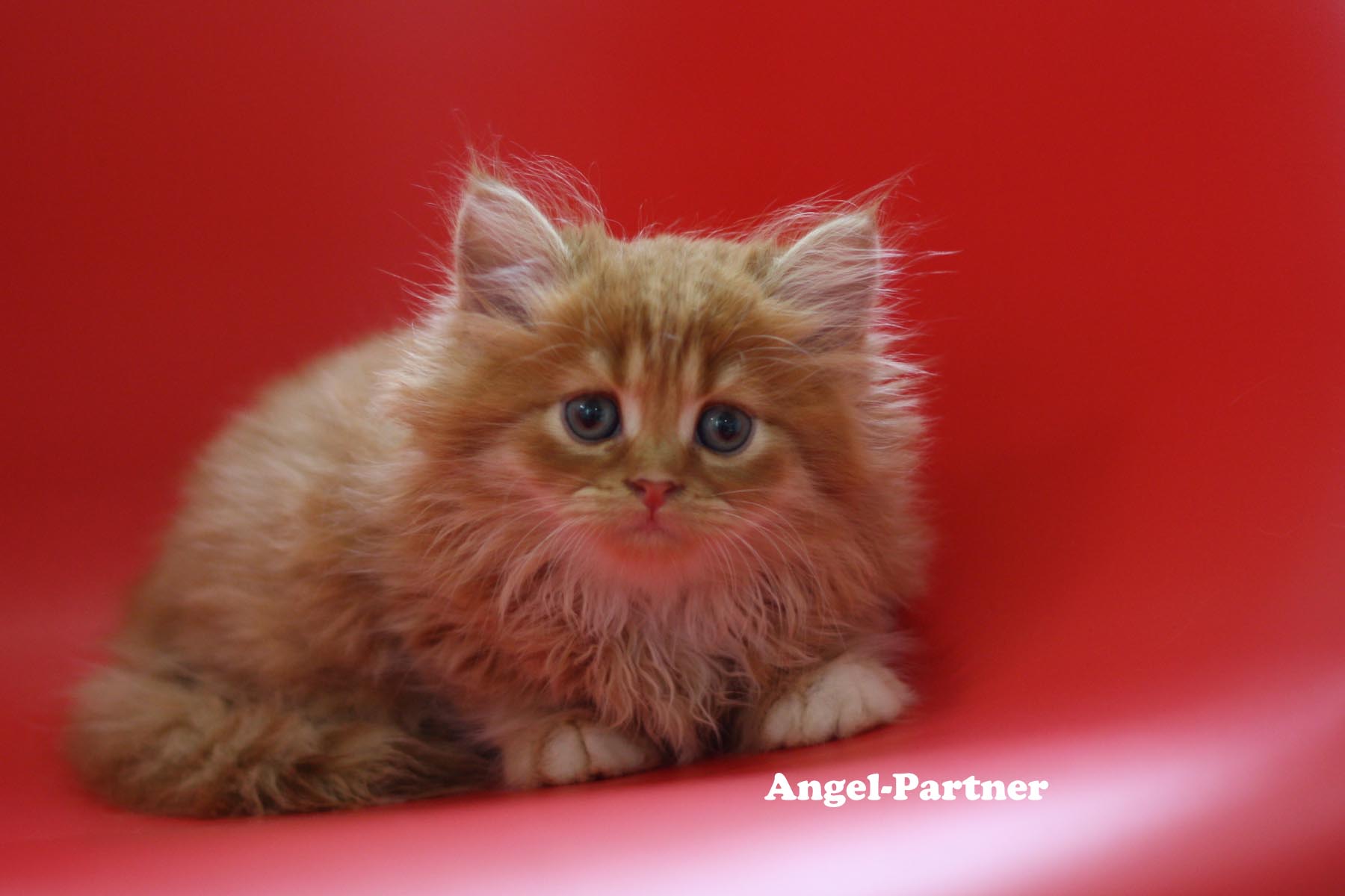 スコティッシュフォールドの子猫画像
