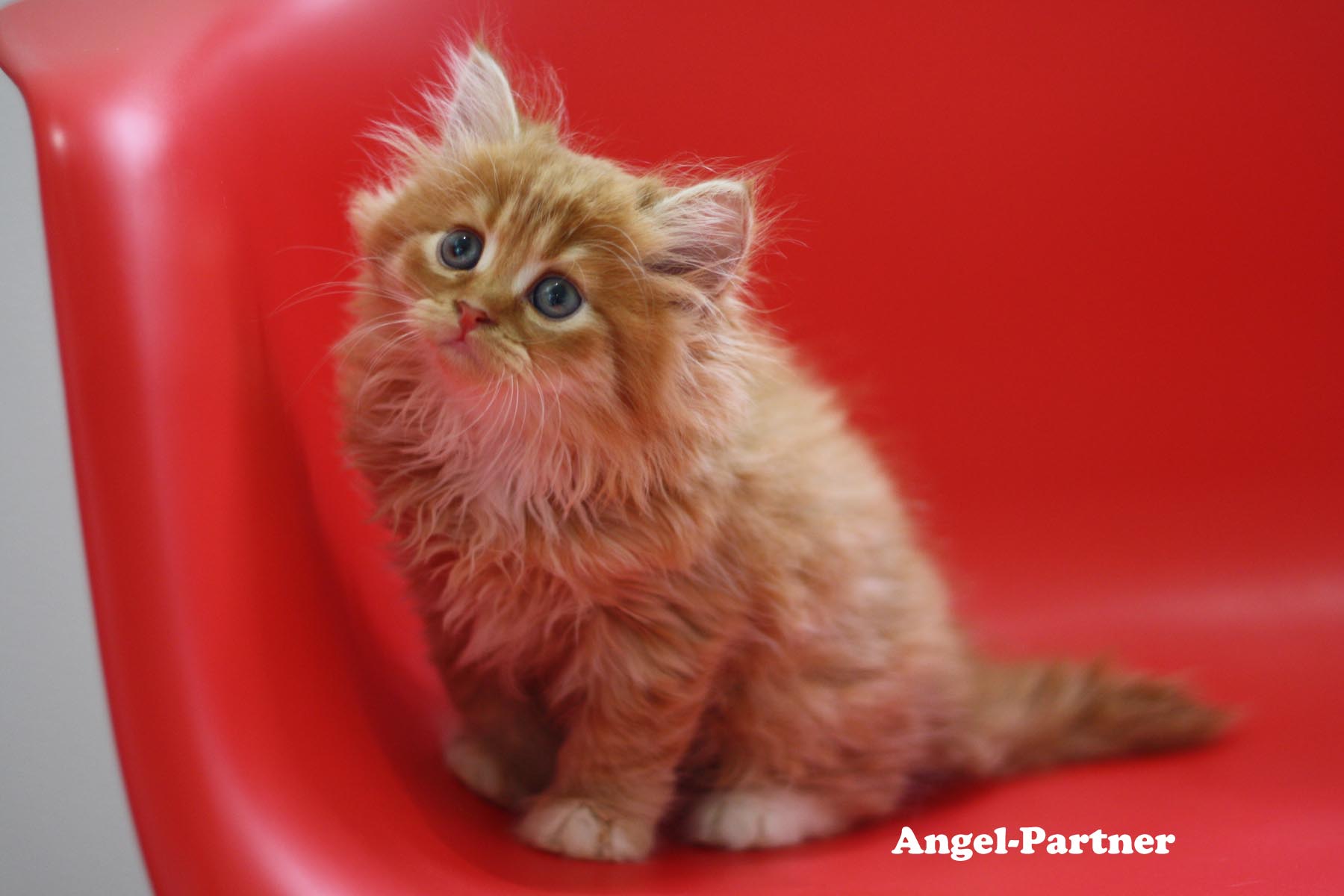 スコティッシュフォールドの子猫画像