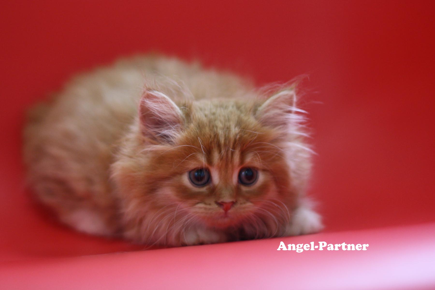 スコティッシュフォールドの子猫画像