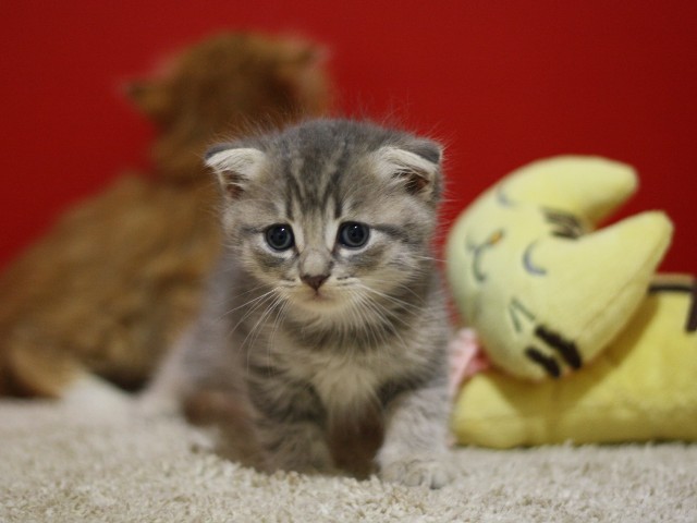 スコティッシュフォールドの子猫画像