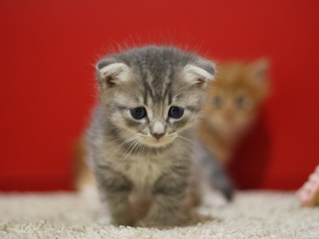 スコティッシュフォールドの子猫画像