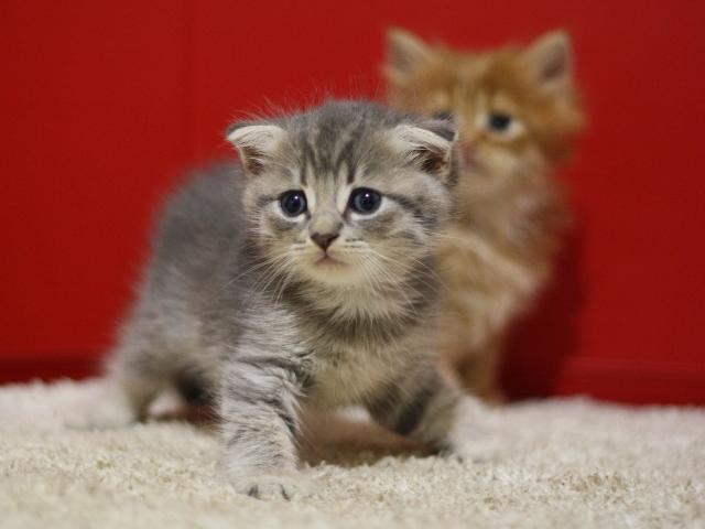 スコティッシュフォールドの子猫画像