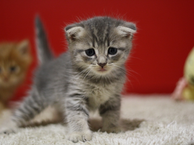 スコティッシュフォールドの子猫画像