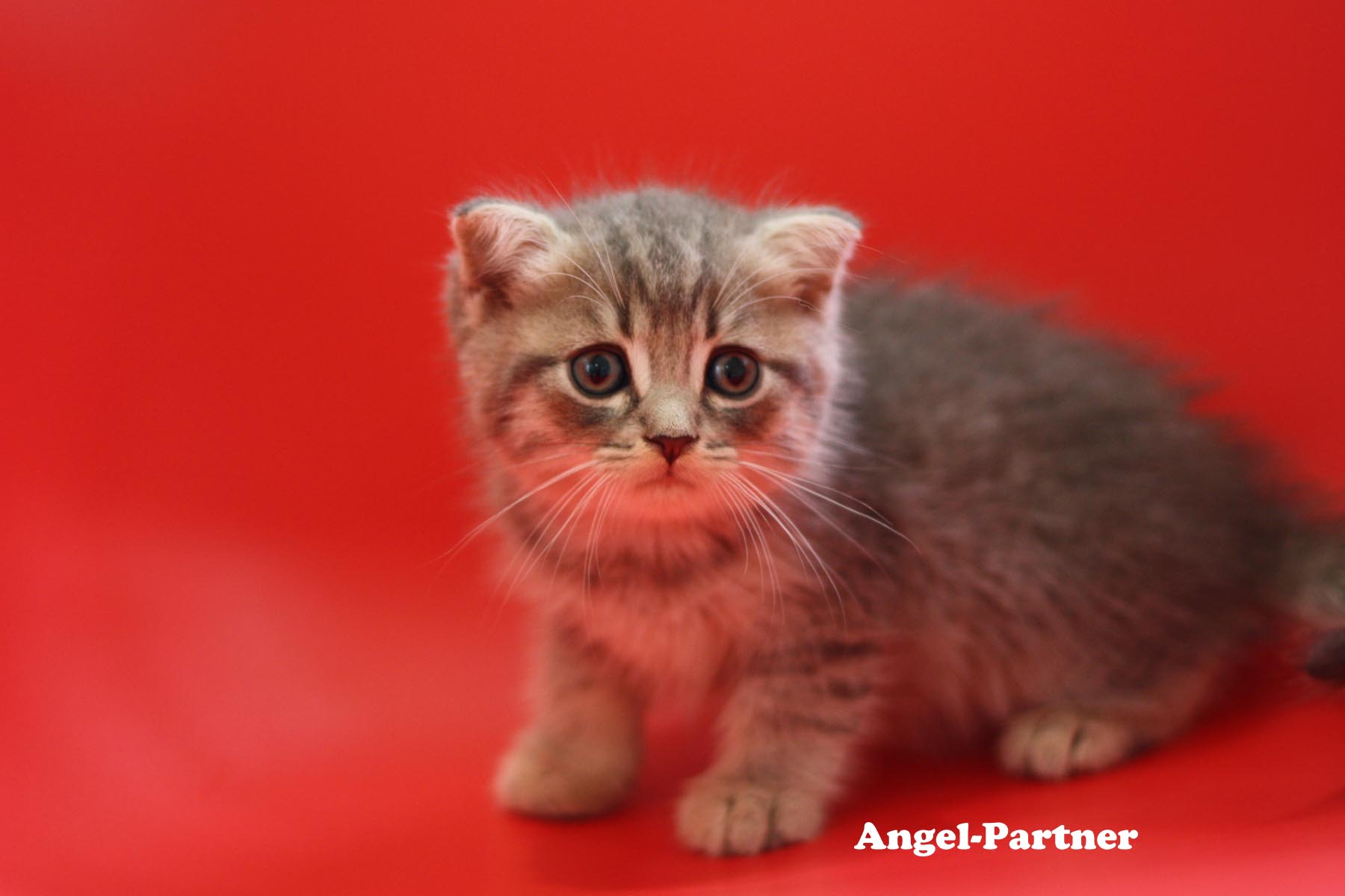 スコティッシュフォールドの子猫画像