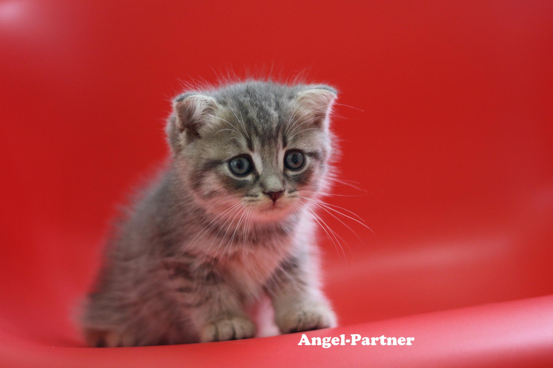 スコティッシュフォールドの子猫画像