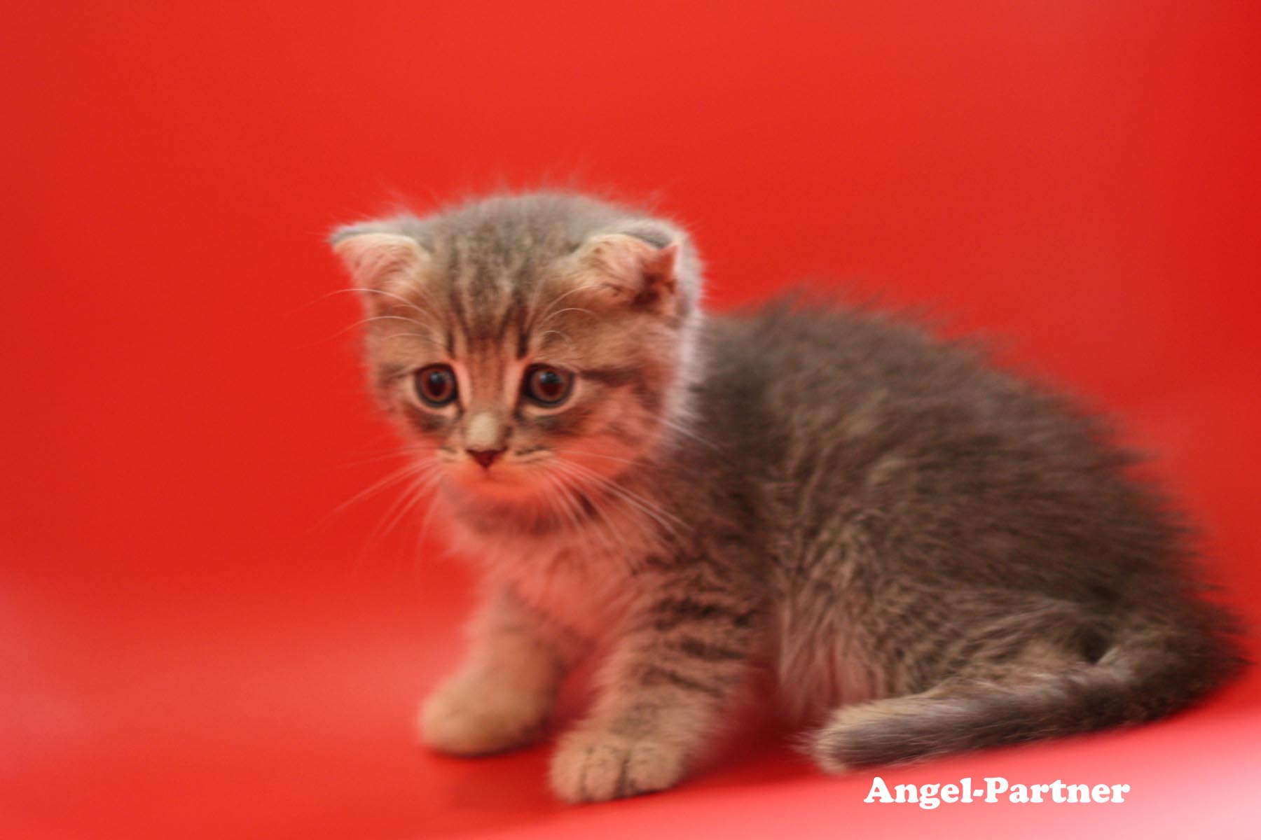 スコティッシュフォールドの子猫画像