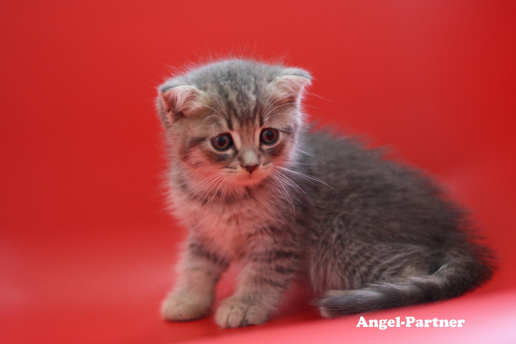 スコティッシュフォールドの子猫画像