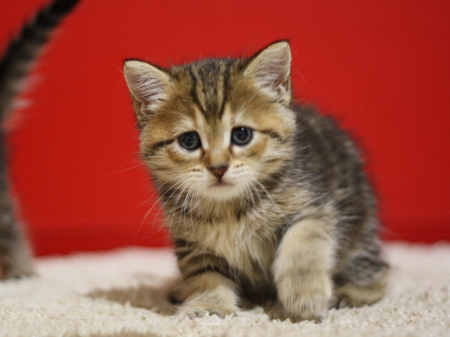 スコティッシュフォールドの子猫画像